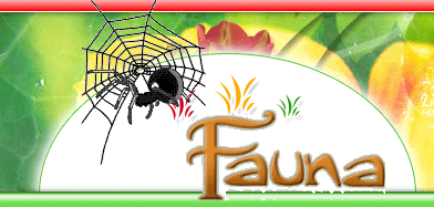 Fauna